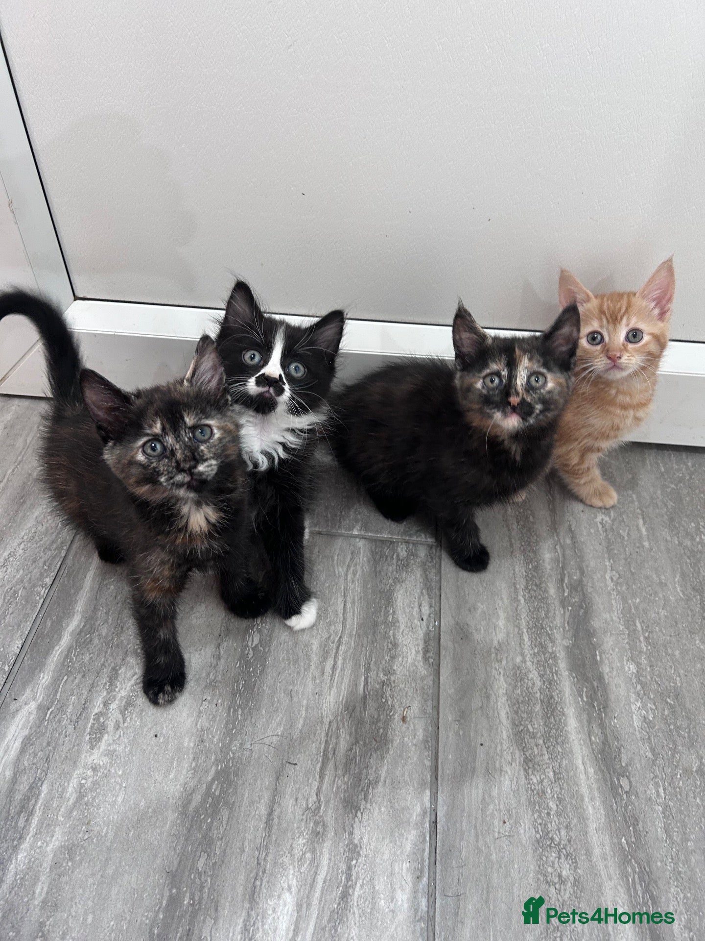 Domestic Shorthair cats 4 beautiful kittens for sale  - Advert 17