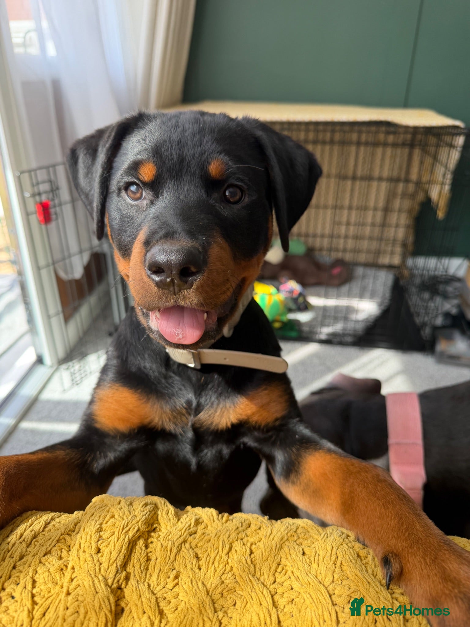 Rottweiler dogs 16 week Rotti for sale  - Advert 1