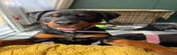 Rottweiler dogs for sale: Urgent!!!!  16 week Rotti for sale  - Advert 1