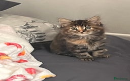 British Longhair cats for sale: Beautiful female kitten (ready now) - Image 11