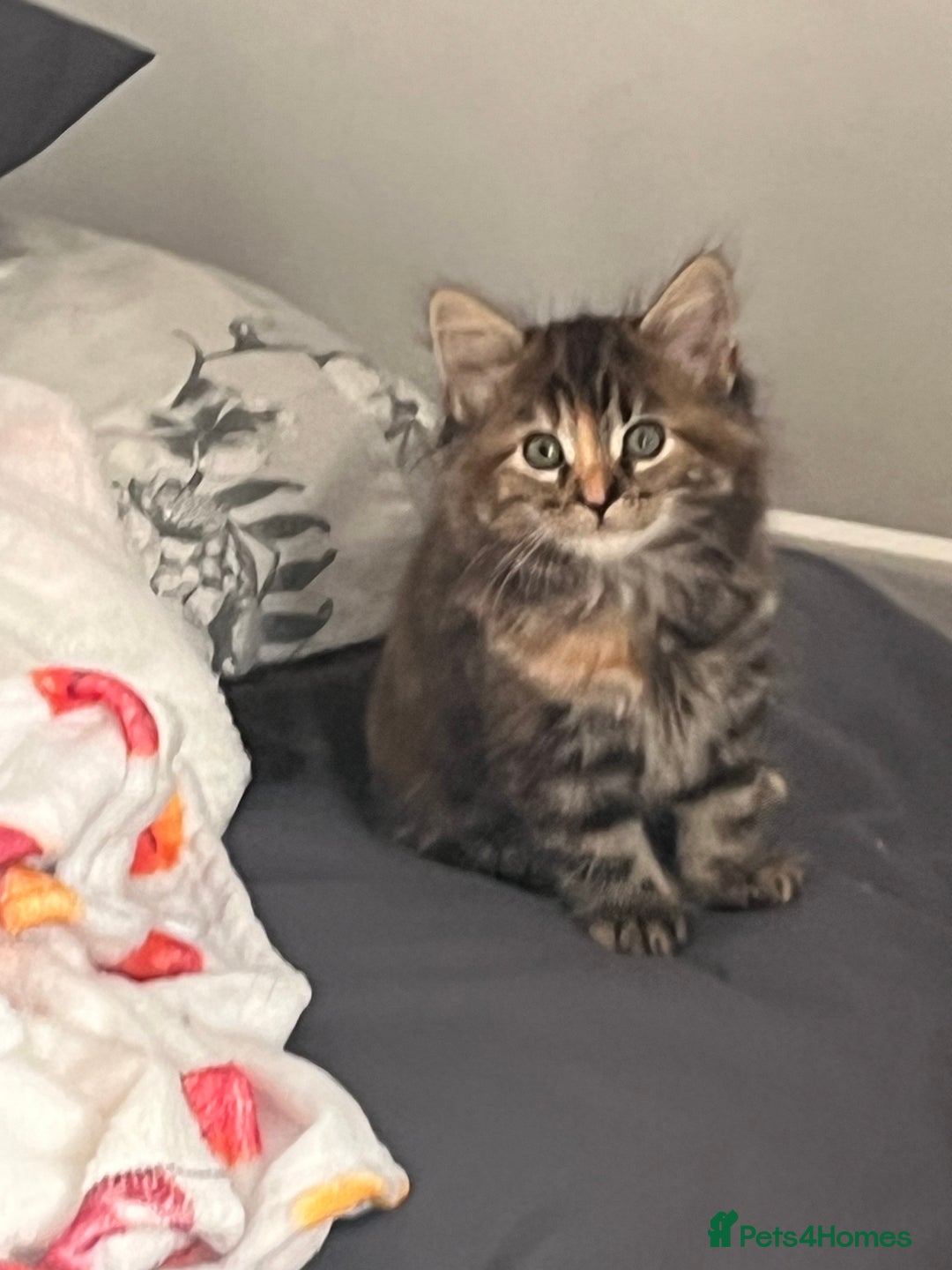 British Longhair cats for sale: Beautiful female kitten (ready now) - Image 11