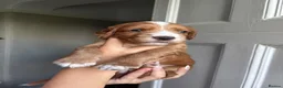 Cocker Spaniel dogs for sale: KC REGISTERED WORKING COCKER SPANIEL PUPPIES - Advert 5