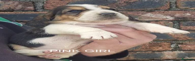 Basset Hound PINK GIRL 