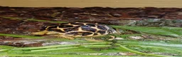 Tortoise reptiles for sale: INDIAN STAR TORTOISE BABY UK BRED AUTUMN 2025 - Advert 5