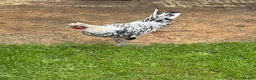 Chickens poultry for sale: Appenzeller Spitzhauben Rooster - Advert 2