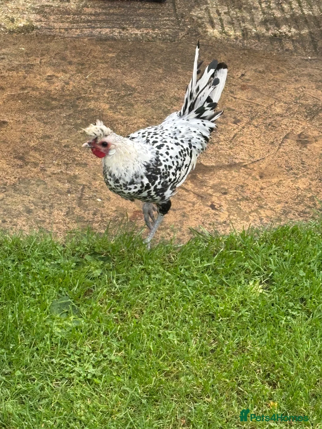 Chickens poultry for sale: Appenzeller Spitzhauben Rooster - Advert 2