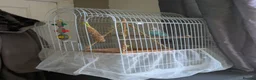 Budgerigars birds for sale: Female Budgie  in Bolton - Advert 5