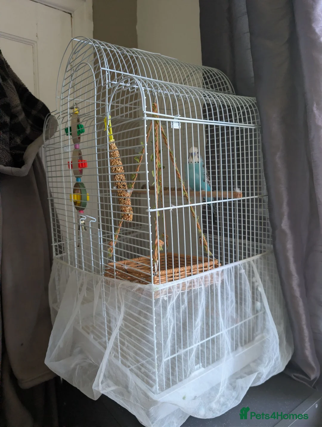 Budgerigars birds for sale: Female Budgie  in Bolton - Advert 5