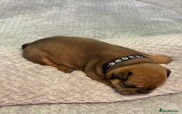 English Bulldog dogs for sale: English Bulldog puppies for sale KC registered  - Image 23