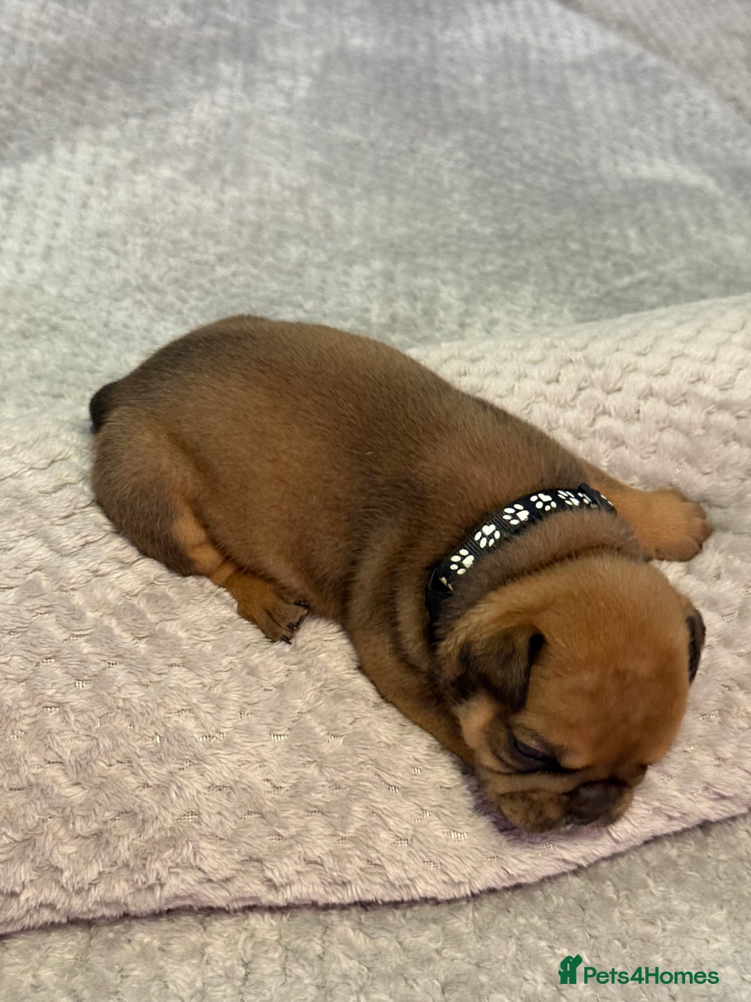 English Bulldog dogs for sale: English Bulldog puppies for sale KC registered  - Image 23