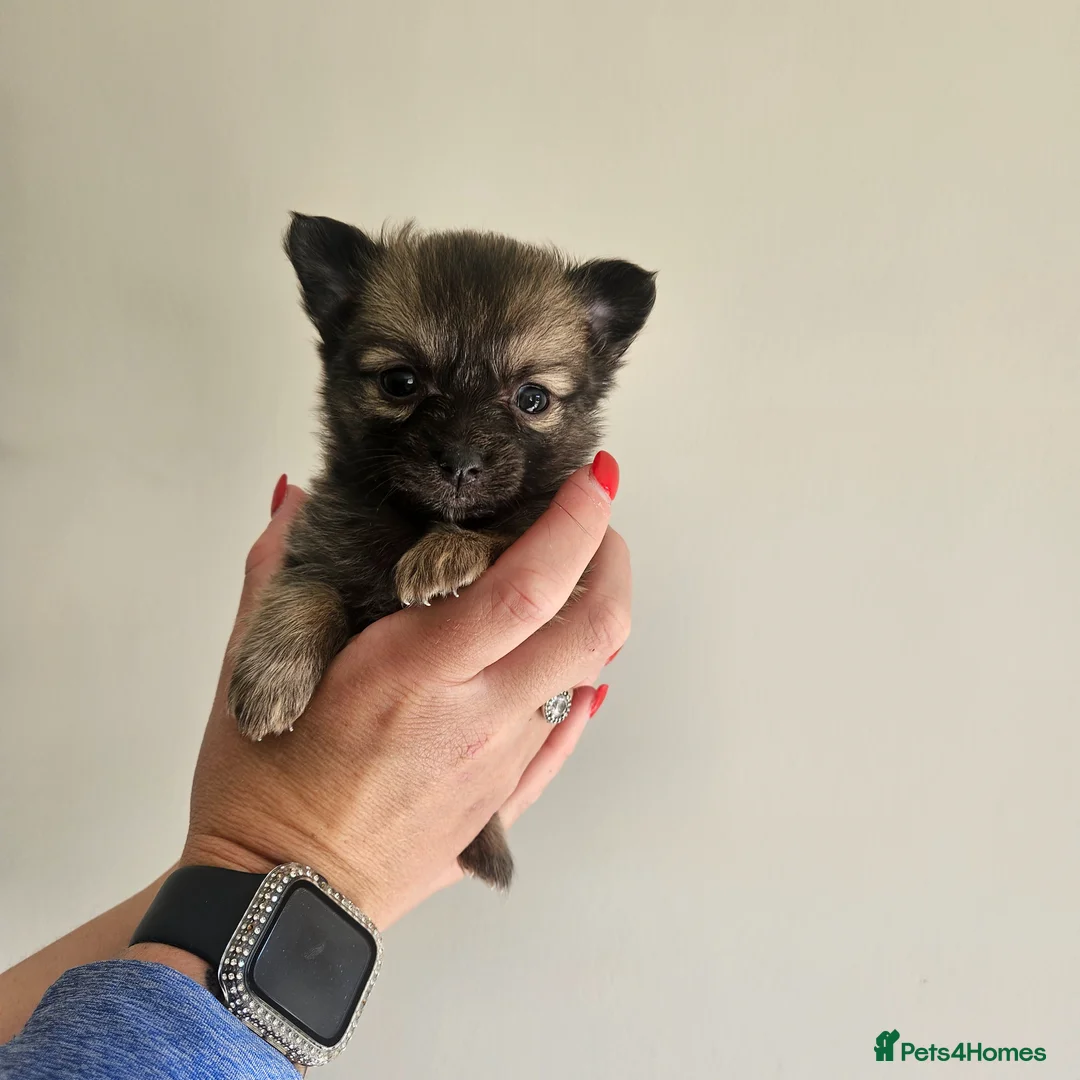 Pomchi dogs for sale: Beautiful Pomchi Pups - Advert 2