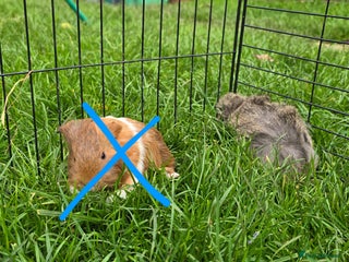 Guinea Pig rodents Female Guinea pigs - Advert 5