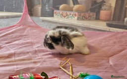 Mini Lop rabbits for sale: Stunning mini lop babies - Image 6
