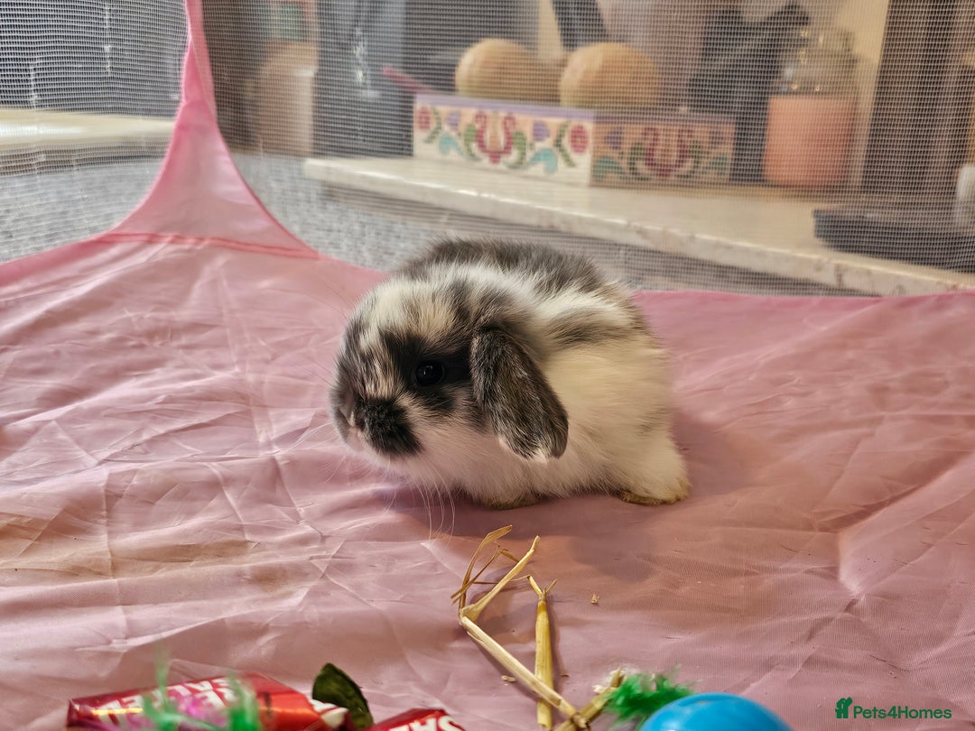 Mini Lop rabbits for sale: Stunning mini lop babies - Image 6