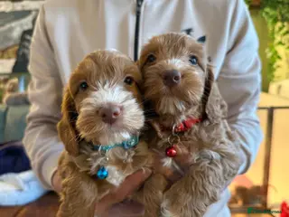 Cockapoo dogs 🪷Cockapoo Pups Quality,Charming,Gentle Hearts🪷 - Advert 4