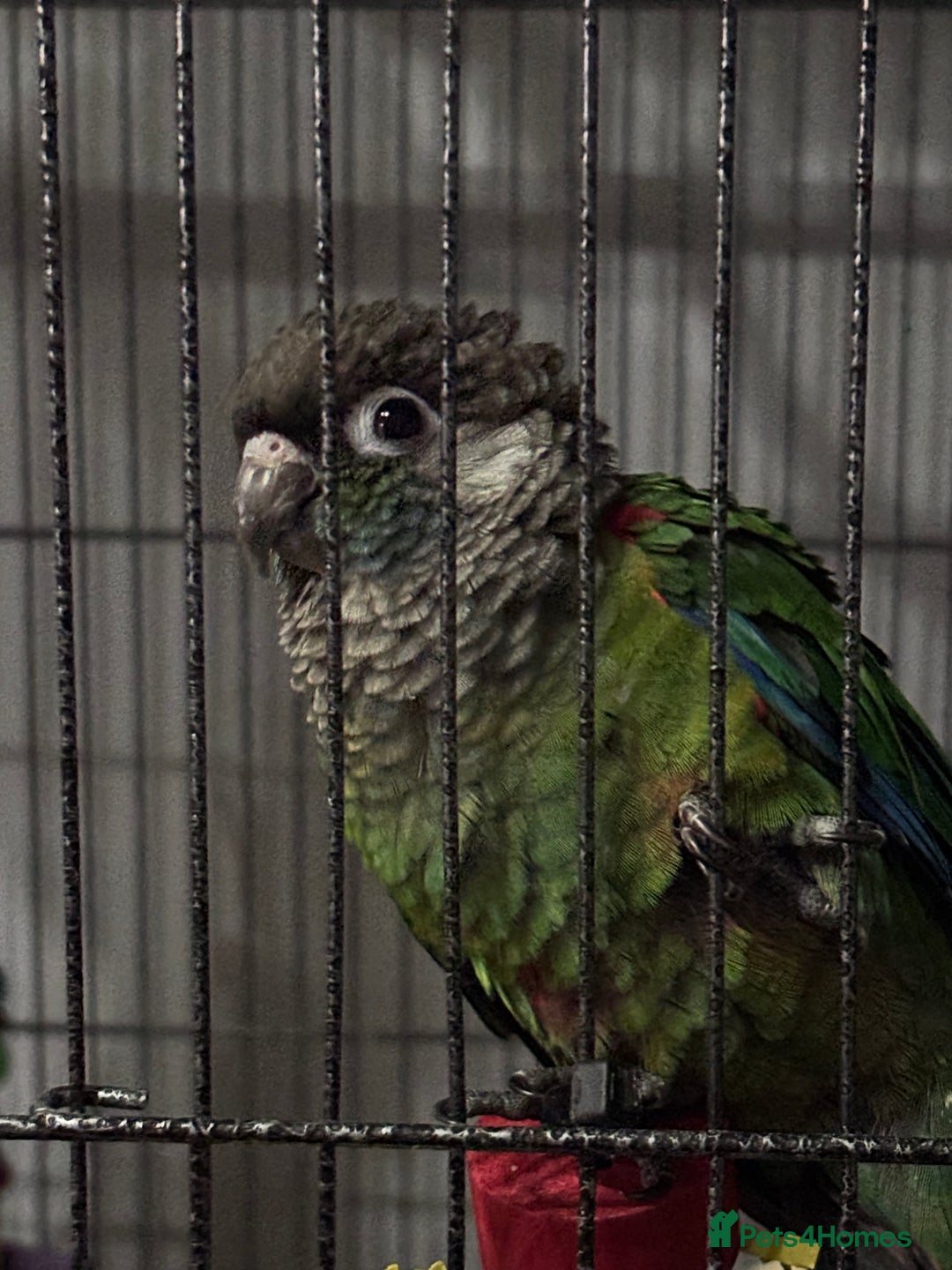 Conures birds for sale: Tame Pearly Conure Parrot - Advert 4