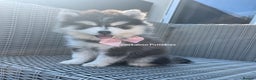 Pomsky dogs for sale: MINI Pomsky puppies - Advert 2