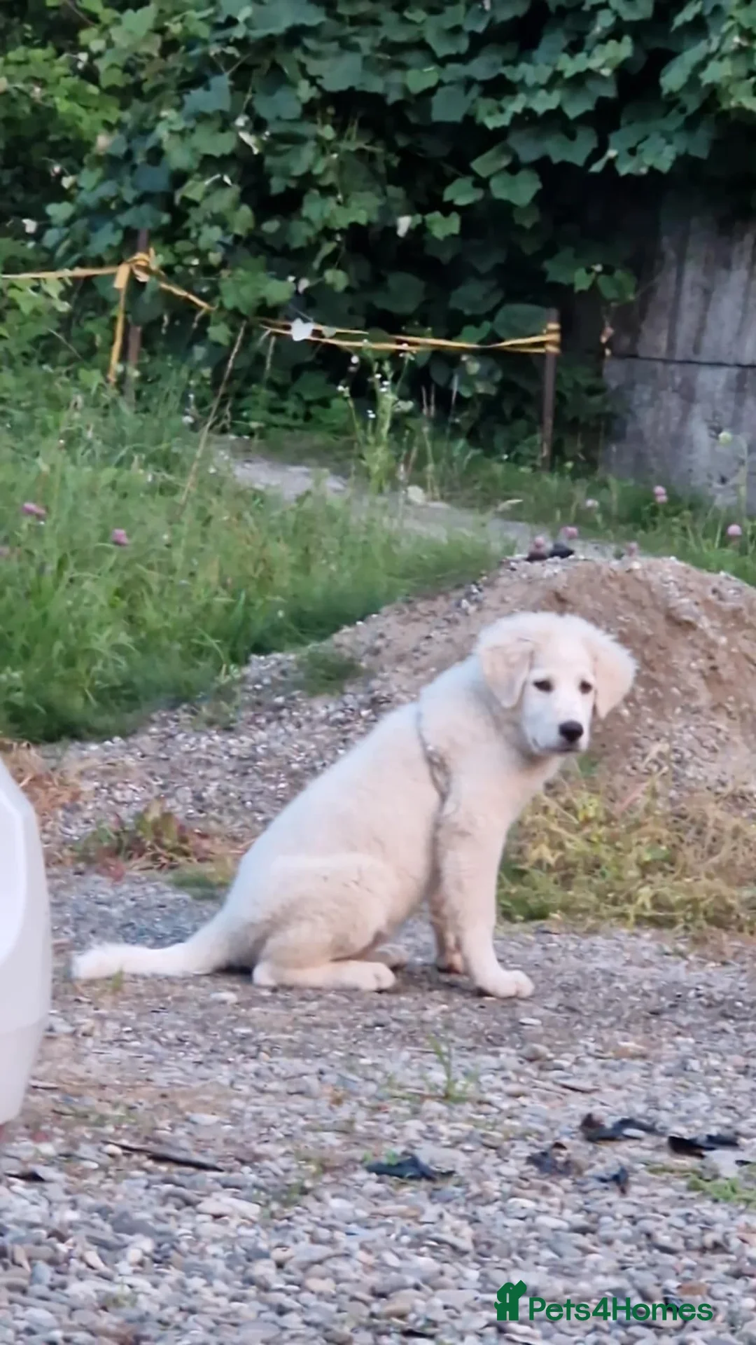 Pyrenean Mountain Dog dogs for sale: Layla female dog  - Advert 2
