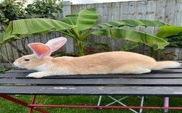 Continental Giant rabbits for sale: Continental Giants - Image 6