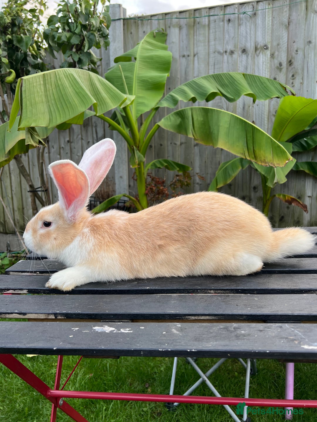 Continental Giant rabbits for sale: Continental Giants - Image 6