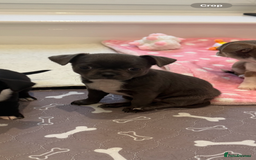 Chihuahua dogs for sale: Stunning chihuahua litter  - Image 21