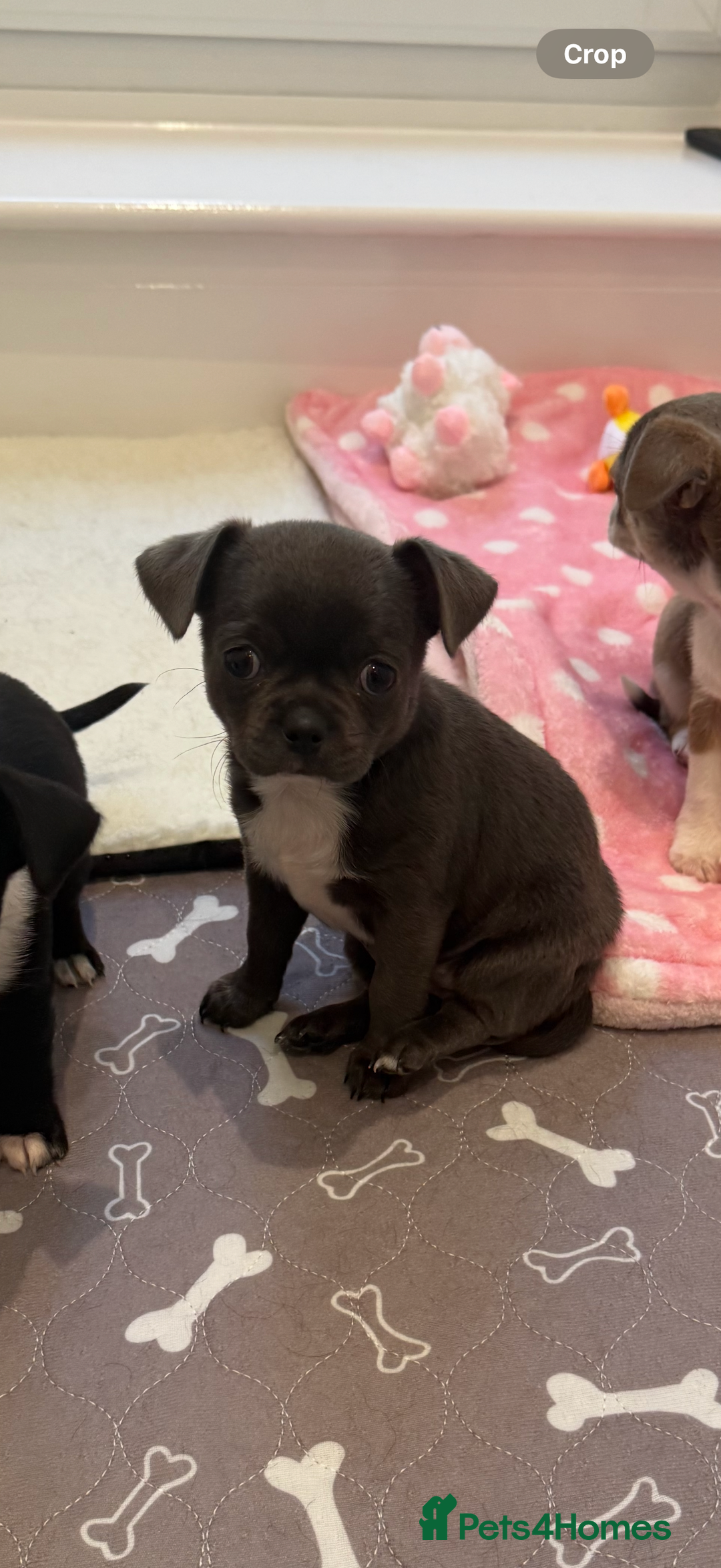 Chihuahua dogs for sale: Stunning chihuahua litter  - Image 21