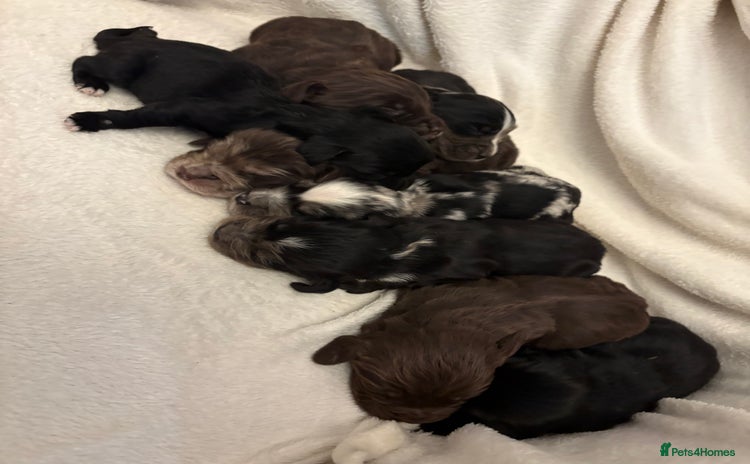 Cocker Spaniel dogs - Advert 12