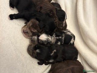 Cocker Spaniel dogs - Advert 7