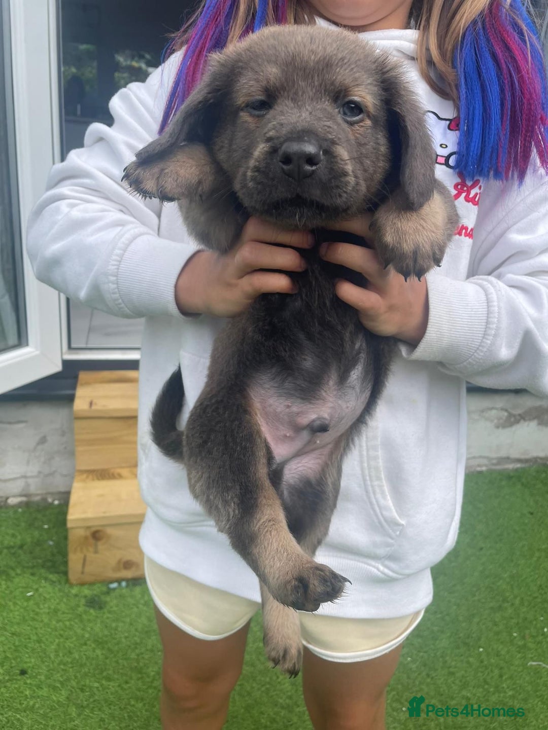 Mixed Breed dogs for sale: Duschund/ Chowchow mix breed  - Image 1