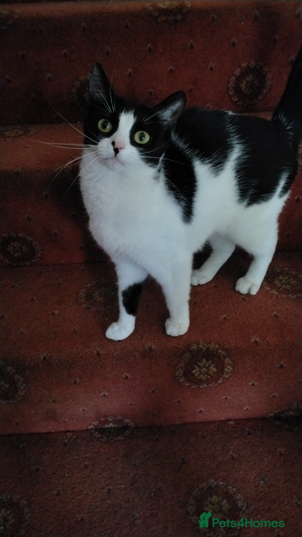 Mixed Breed cats Urgent rehome needed - Advert 4