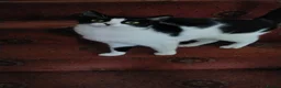 Mixed Breed cats for sale: Urgent rehome needed - Advert 1