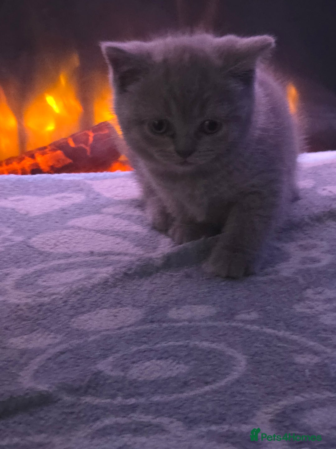 British Shorthair cats for sale: Full pedigree british short hair kittens - Image 9