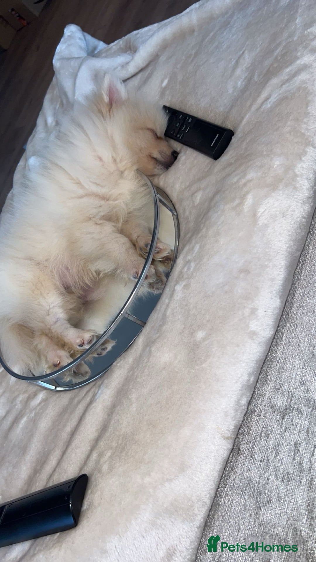 Pomeranian dogs for sale: Pomeranian boy puppy  - Advert 1