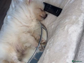 Pomeranian dogs Pomeranian boy puppy - Advert 1