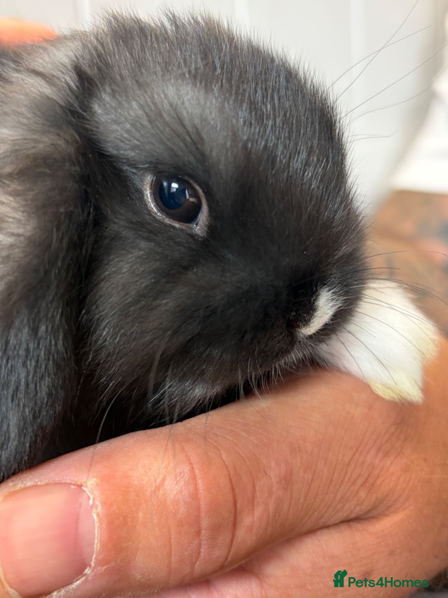 Mini Lop rabbits X 5 black beautiful fluffy mini lops  - Advert 17
