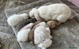 French Lop rabbits for sale: 🤍Pure Bred Giant French Lop Babies🤍 - Image 13