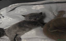 British Shorthair cats for sale: Stunning British shorthair kittens  - Image 8