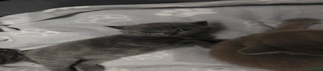 British Shorthair Kitten 2