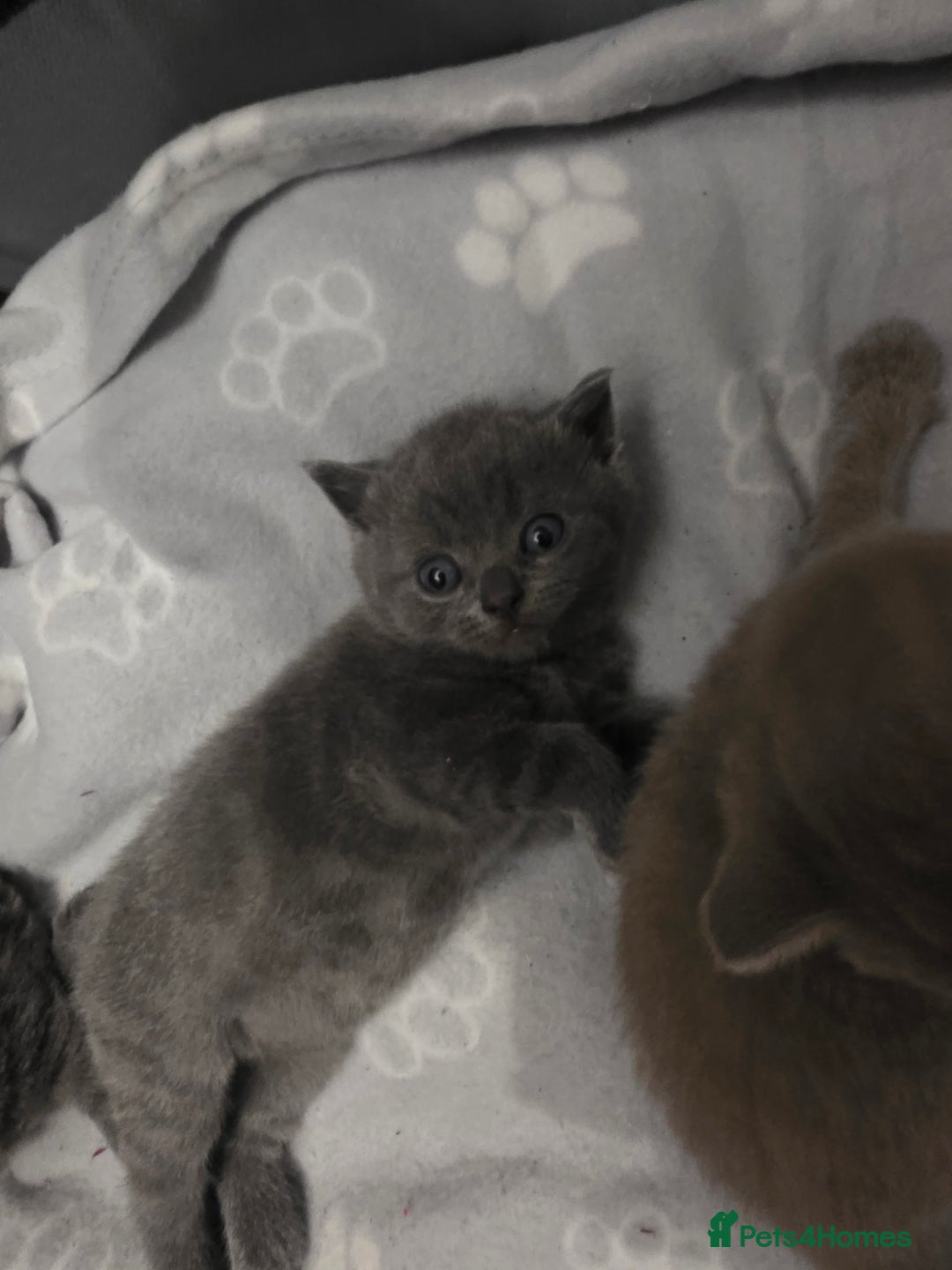 British Shorthair cats for sale: Stunning British shorthair kittens  - Image 8