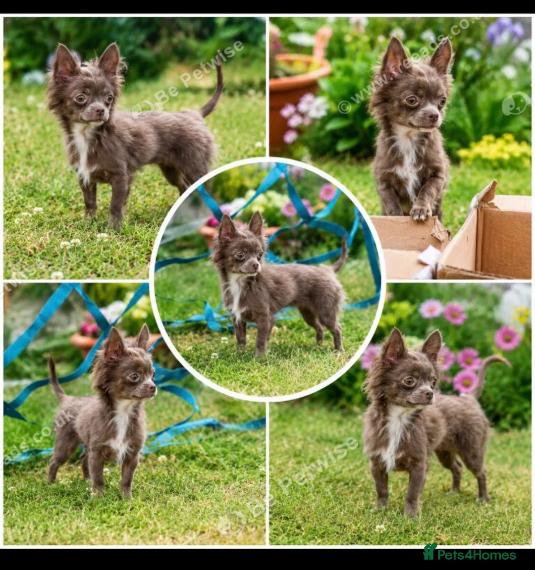 Chihuahua dogs for sale: 6 months old chihuahua lilac in London - Advert 1