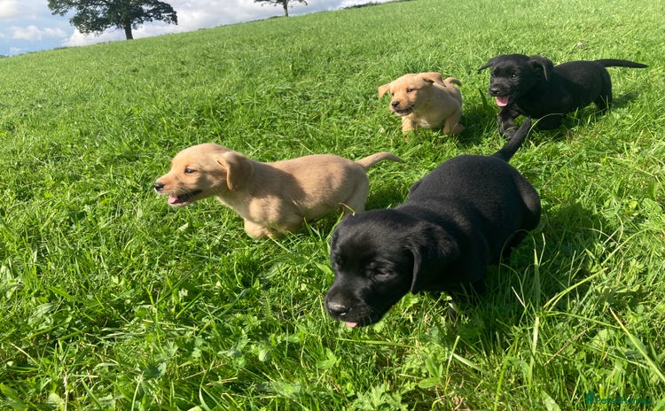 Labrador Retriever dogs - Advert 1