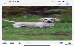 Miniature Dachshund dogs for sale: KC REGISTERED MINIATURE DACHSHUND BLACK AND TAN - Image 19