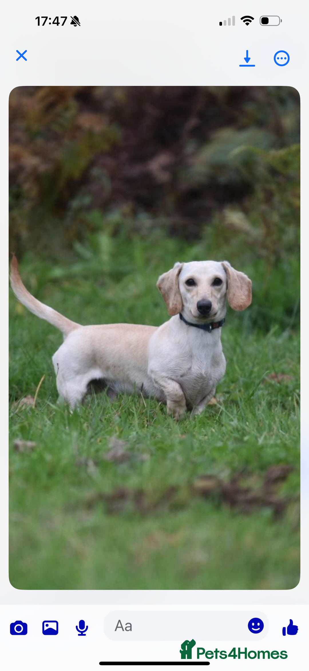 Miniature Dachshund dogs for sale: KC REGISTERED MINIATURE DACHSHUND BLACK AND TAN - Image 19