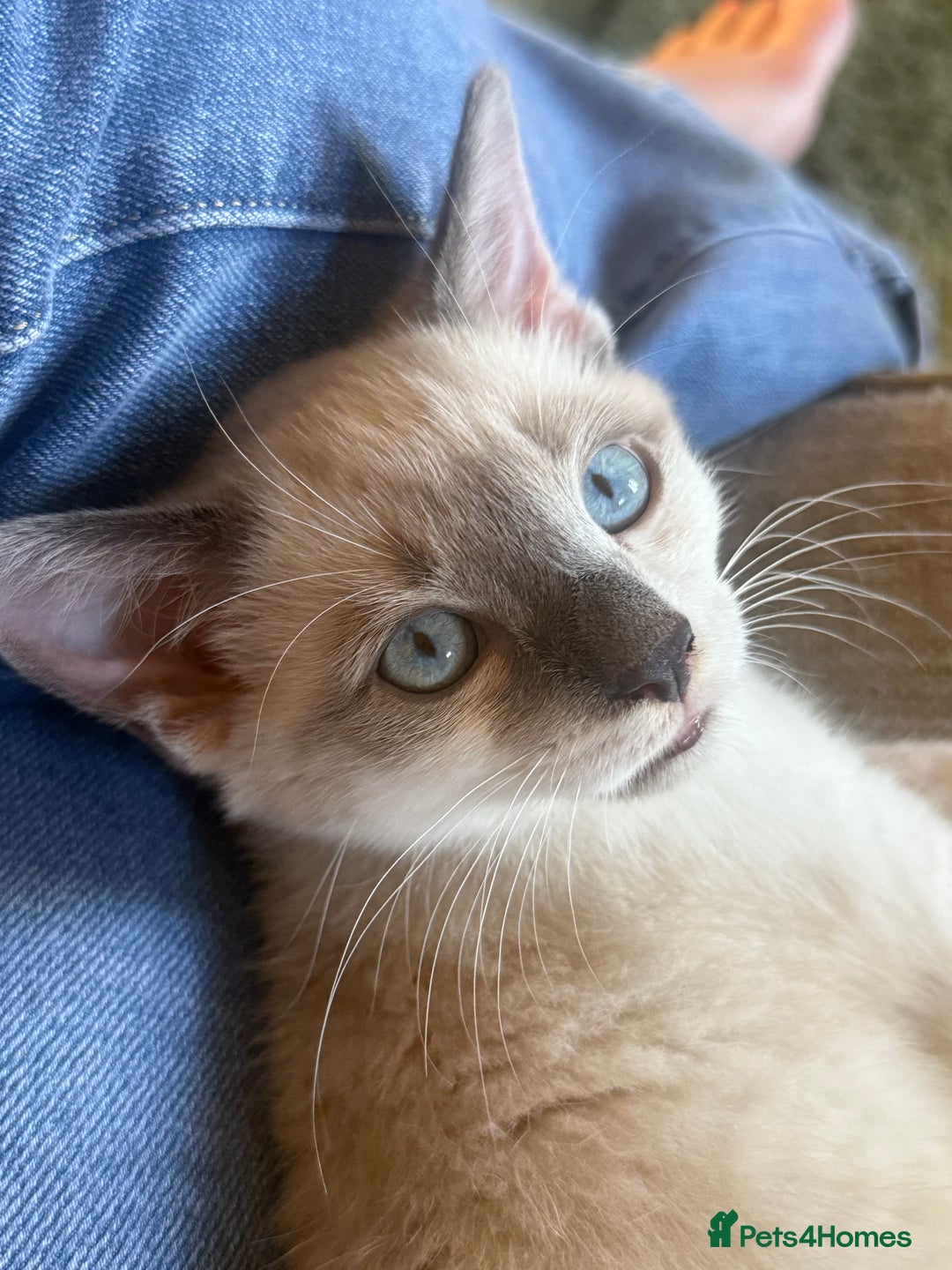 Ragdoll cats for sale: 6 Month Old Male Ragdoll X - Image 1
