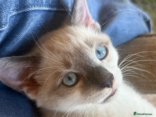 Ragdoll cats for sale - Advert 1