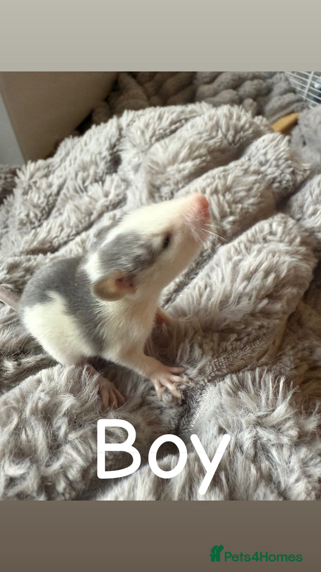 Rat rodents for sale: Baby rats mixed  - Advert 8