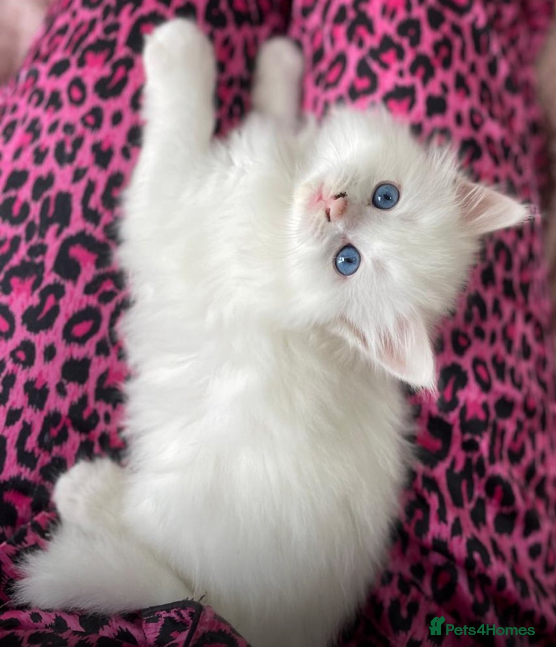 Turkish Angora cats for sale: Gorgeous white fluffy Turkish angora kittens  - Advert 1