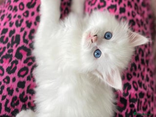 Turkish Angora cats *STUNNING* white fluffy Turkish angora kittens - Advert 5
