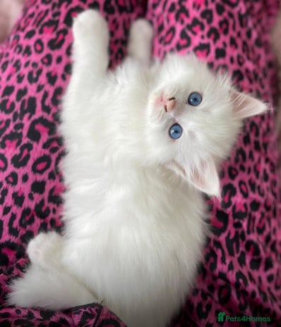 Turkish Angora cats Gorgeous white fluffy Turkish angora kittens - Advert 1
