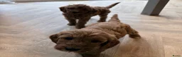 Mini Goldendoodle dogs for sale: Mini goldendoodle - Advert 4